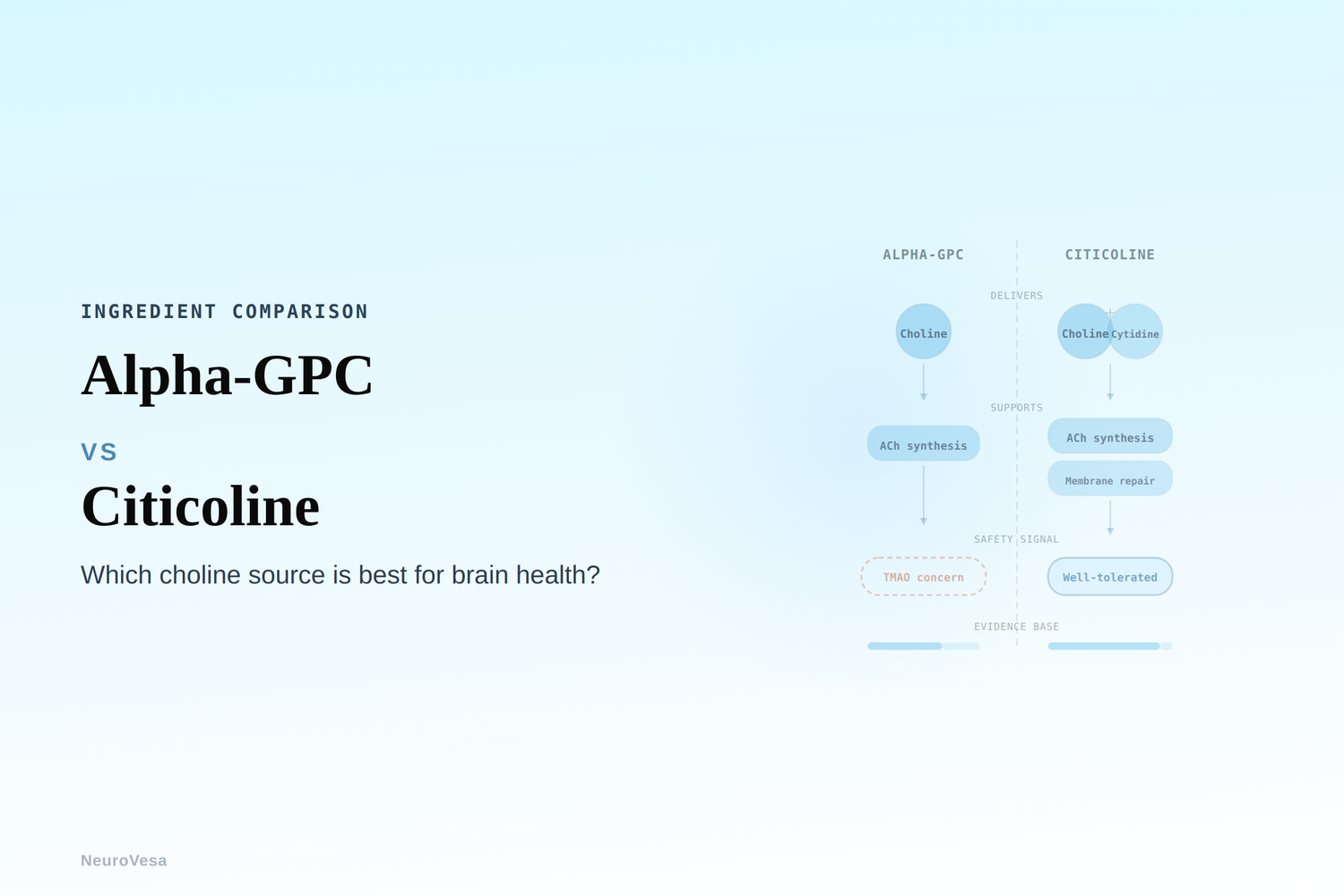 Alpha-GPC vs. Citicoline: Which Choline Source Is Best for Brain Health?