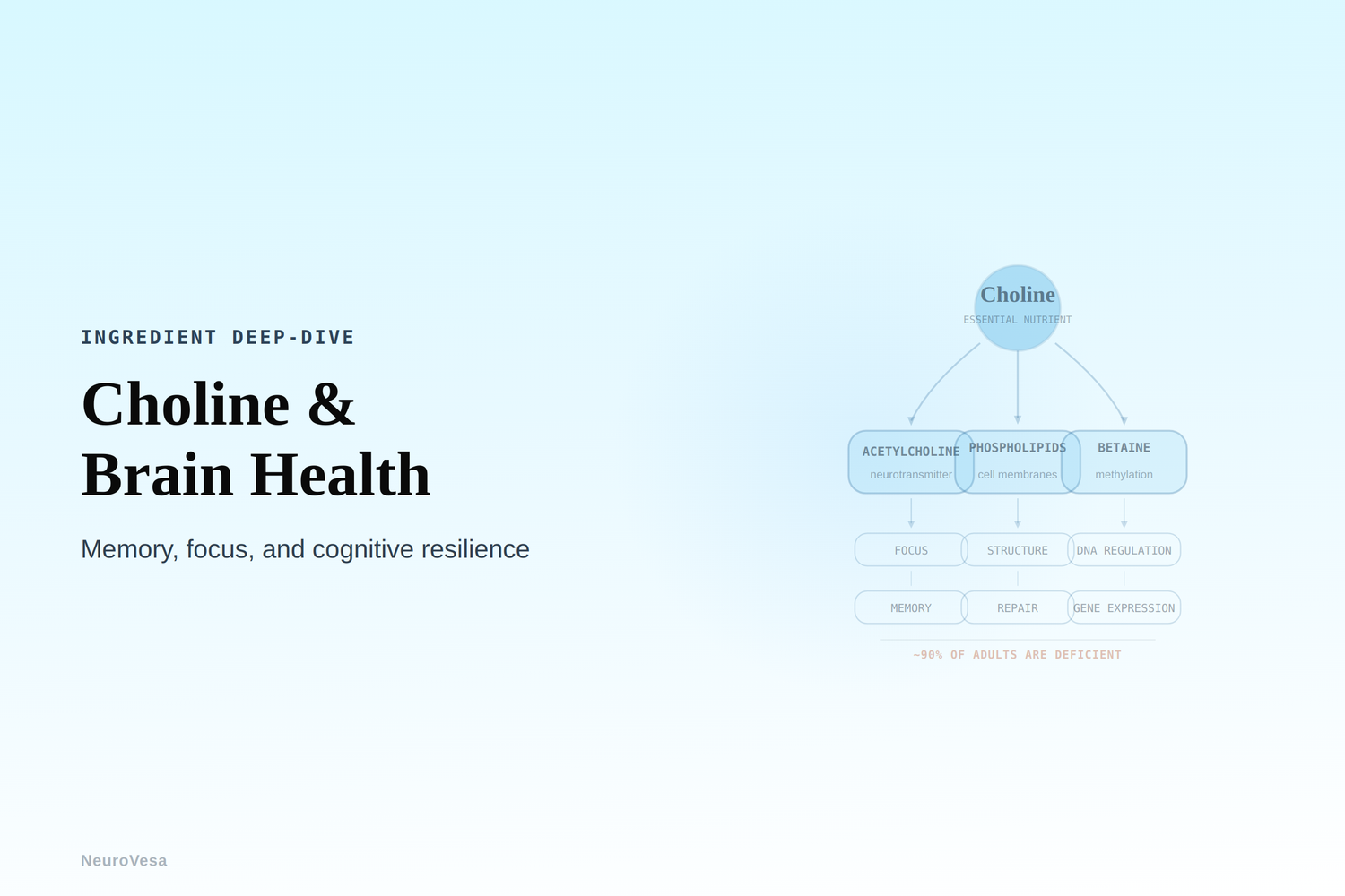 Choline and Brain Health: What the Science Says About Memory, Focus, and Cognitive Resilience