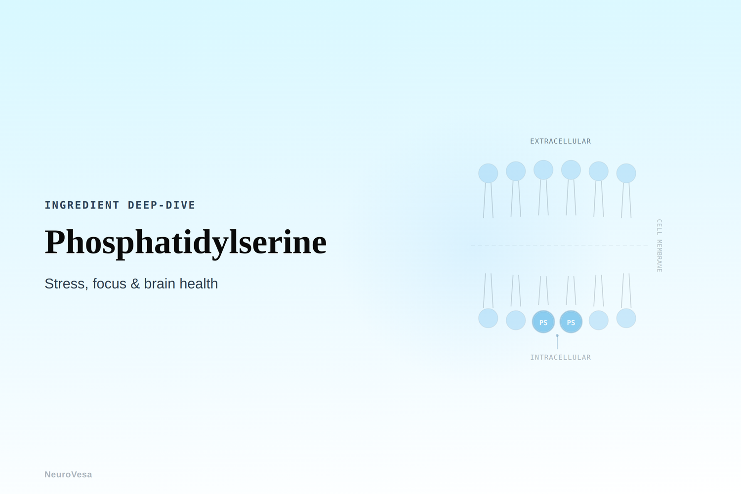 Phosphatidylserine Benefits: Stress, Focus & Brain Health